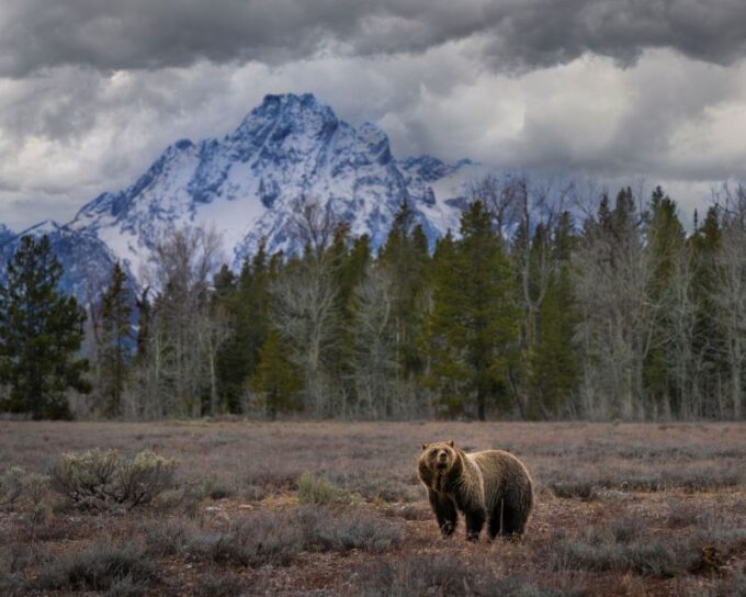 Yellowstone: Old Faithful, Waterfalls, and Wildlife Day Tour - Spotting Wildlife in Yellowstone