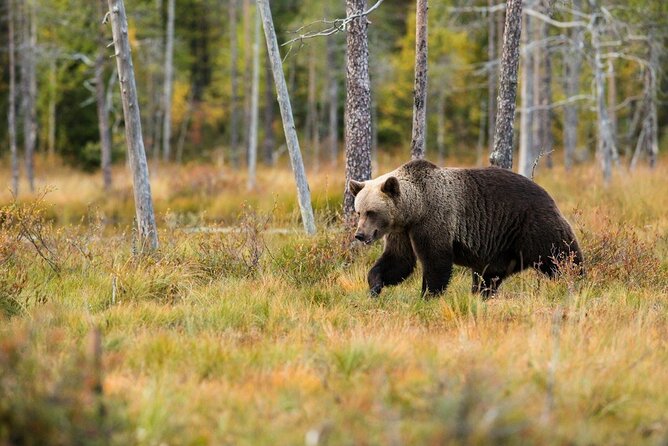 Yellowstone Private Full Day Tour - What to Expect