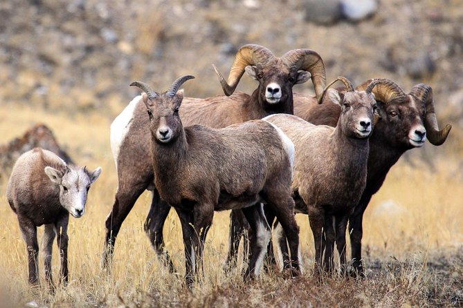 Yellowstone Private Lower Loop Adventure With Lunch - Adventure Details
