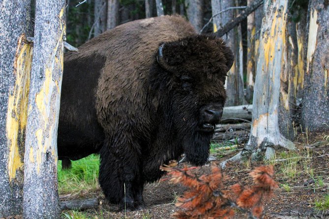 Yellowstone Private Lower Loop Adventure With Lunch - Ecosystem Exploration