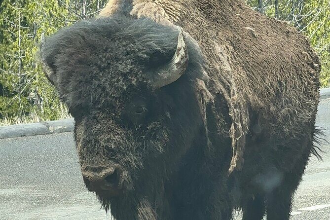 Yellowstone Private Tour - Who Is This Tour Best For?