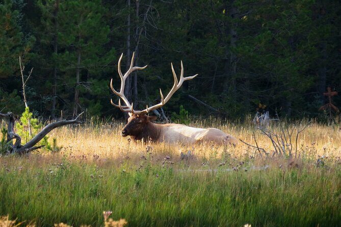 Yellowstone Private Tour Up To 14 - A Surprise Activity Included - Who Should Consider This Tour?