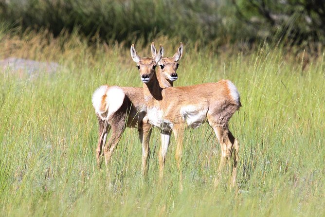 Yellowstone Private Upper Loop Tour With Lunch - Key Locations