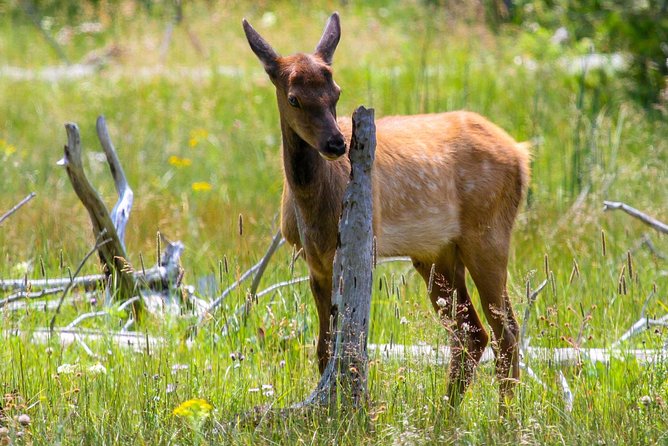 Yellowstone Private Upper Loop Tour With Lunch - Wildlife Viewing