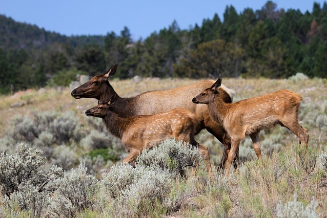 Yellowstone Private Upper Loop Tour With Lunch - Educational Insights
