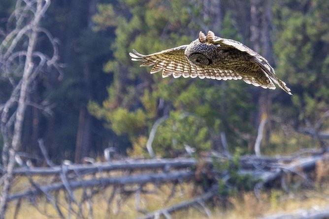 Yellowstone Private Upper Loop Tour With Lunch - Dining Options