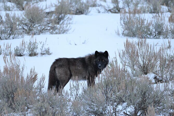 Yellowstone PRIVATE Winter SAFARI and Wolf Watching - A Closer Look at the Yellowstone Winter Safari