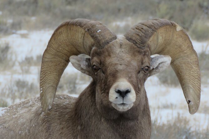Yellowstone Private Winter Wolf & Wildlife Tour From Gardiner, MT - Logistics and Preparation