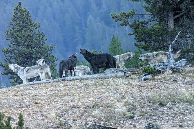 Yellowstone Privately Guided Safari at Sunset - The Sum Up: Who Will Love This Tour?