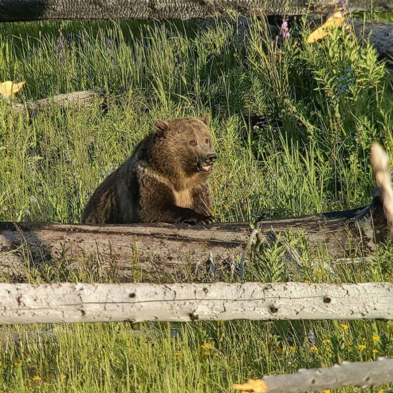 Yellowstone: Privately Guided Safari/Scenic Tour with Lunch! - Final Thoughts: Who Will Love This Tour?