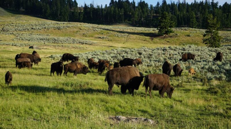 Yellowstone Small-Group Tour From Paradise Valley & Gardiner - Northern Loop Highlights
