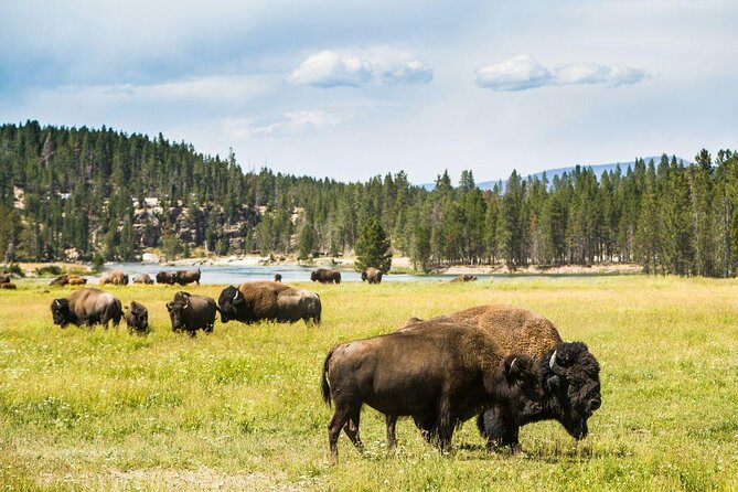 Yellowstone Snowshoe Adventure - Private Tour From Jackson Hole - Key Points
