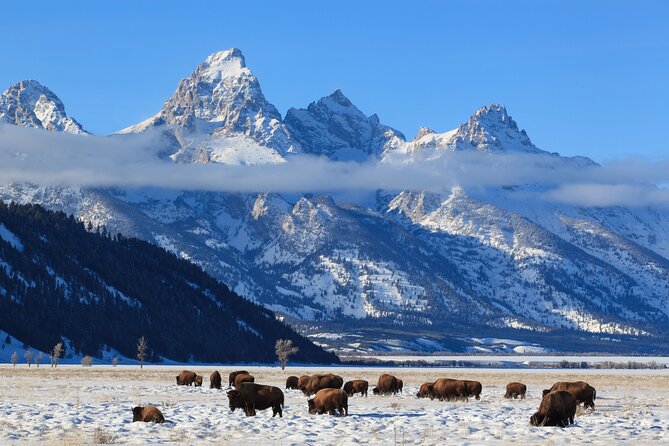 Yellowstone Snowshoe Adventure - Private Tour From Jackson Hole - Confirmation and Availability