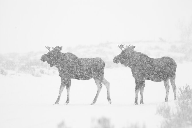 Yellowstone Snowshoe Adventure - Private Tour From Jackson Hole - Cancellation Policy