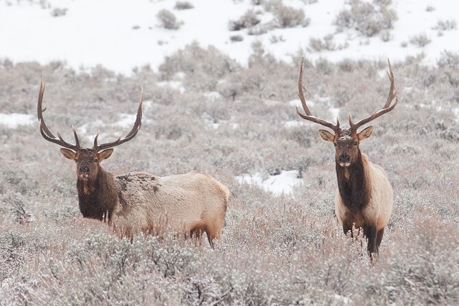 Yellowstone Snowshoe Adventure - Private Tour From Jackson Hole - Highlights and Experiences