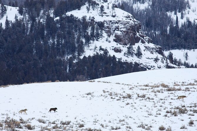 Yellowstone Snowshoe Safari From Bozeman - Private Tour - Unforgettable Snowshoeing Experiences