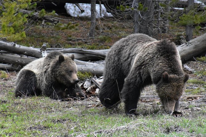 Yellowstone Western Tours - Insider Guide Experiences