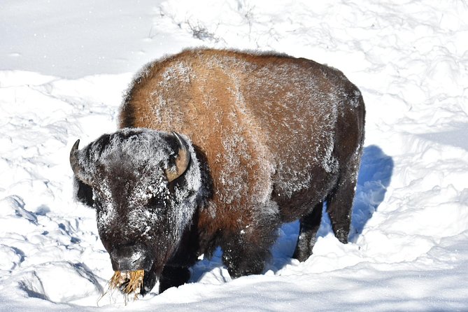 Yellowstone Western Tours - Tour Options and Inclusions