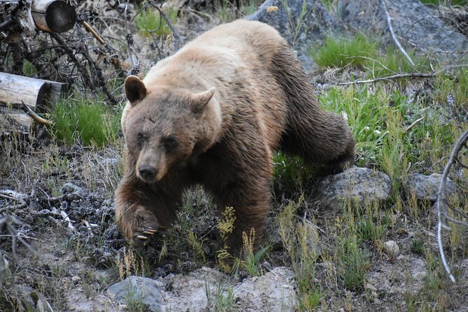 Yellowstone Western Tours - Group Option - Meeting and Pickup