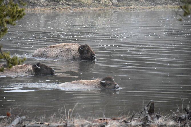 Yellowstone Western Tours - Group Option - Customized Group Experience