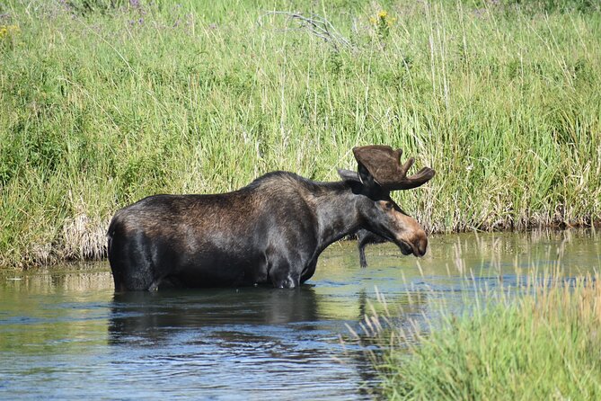 Yellowstone Western Tours - Group Option - Highlights of the Tour