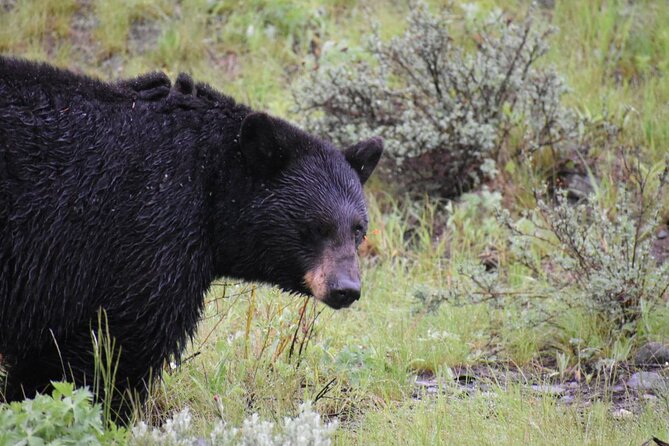 Yellowstone Western Tours - Group Option - Planning Your Visit