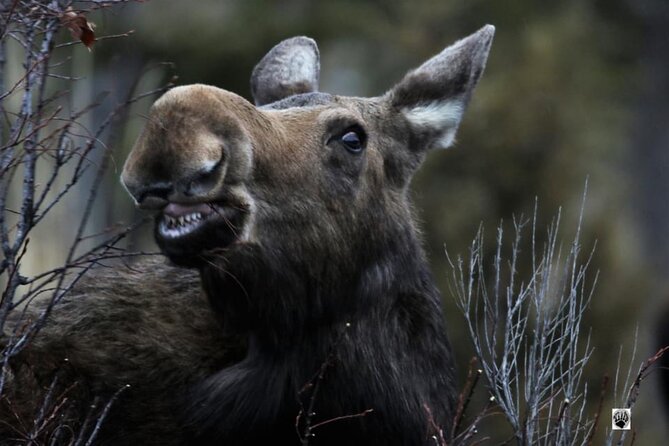 Yellowstone Wildlife and Photo Upper Loop Tour West Yellowstone - Traveler Feedback and Reviews