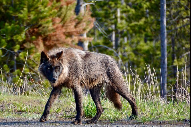 Yellowstone Wildlife and Photo Upper Loop Tour West Yellowstone - Important Policies and Considerations