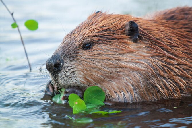 Yellowstone Wildlife Safari From Bozeman - Private Tour - Included in the Experience