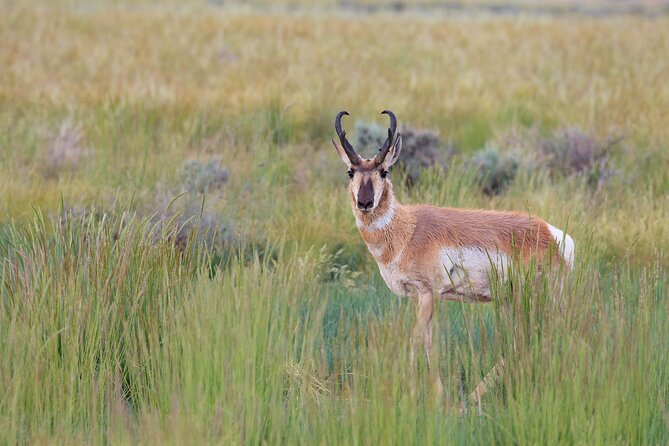 Yellowstone Wildlife Safari From Bozeman - Private Tour - Tour Start Time