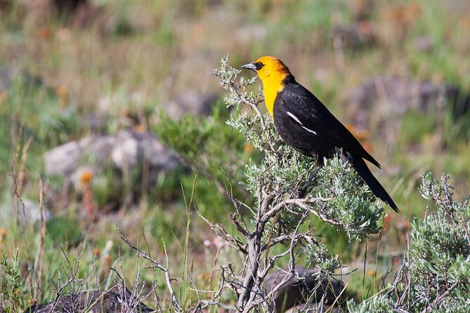 Yellowstone Wildlife Safari From Bozeman - Private Tour - Cancellation Policy