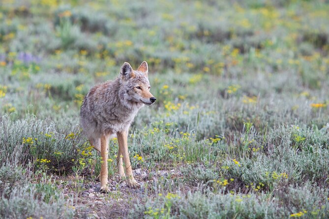 Yellowstone Wildlife Safari From Bozeman - Private Tour - Additional Tour Information