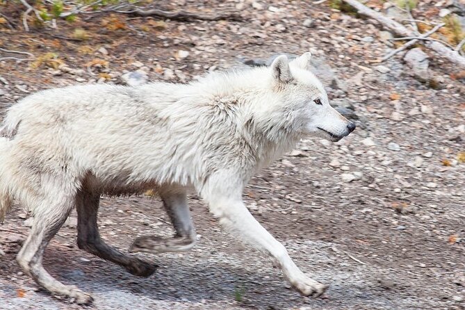 Yellowstone Wildlife Safari in Lamar Valley From Bozeman - Meeting and Pickup Location