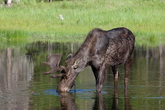 Yellowstone Wildlife Safari in Lamar Valley From Bozeman - Traveler Suitability and Group Size