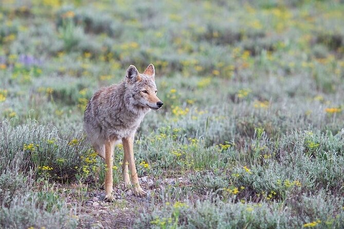Yellowstone Wildlife Safari in Lamar Valley From Bozeman - Sourcing and Sustainability