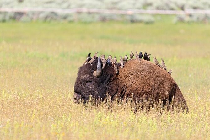 Yellowstone Wildlife Safari in Lamar Valley From Bozeman - Gear and Equipment Provided
