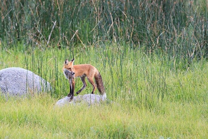Yellowstone Wildlife Safari in Lamar Valley From Bozeman - Exploring Lamar Valley