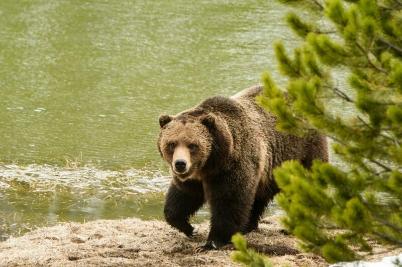 Yellowstone Wildlife Tour - An In-Depth Look at the Yellowstone Wildlife Tour