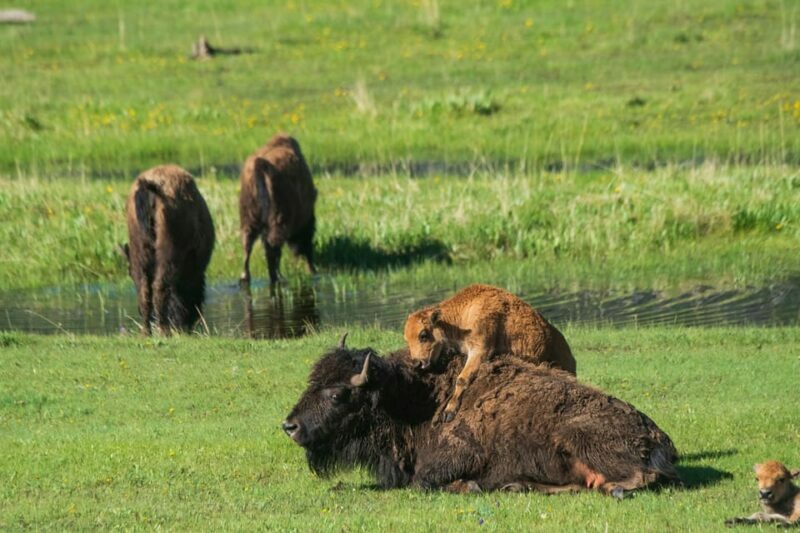 Yellowstone Wildlife Tour - Who Should Consider This Tour?
