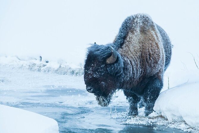Yellowstone Winter Wildlife Safari From Bozeman - Customer Experiences