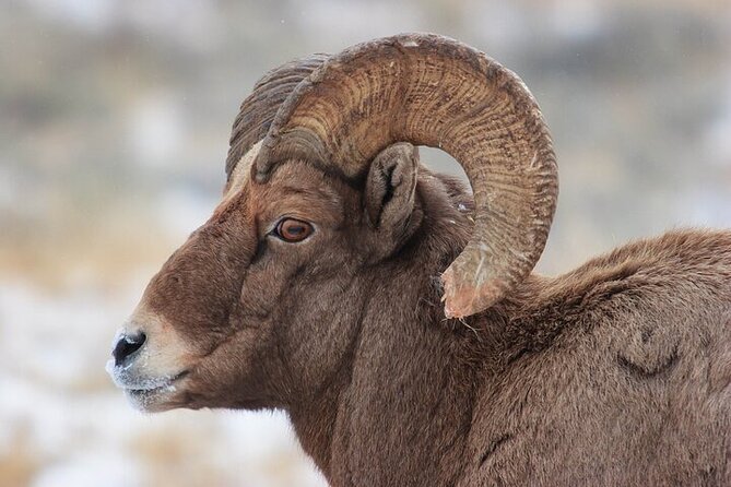 Yellowstone Winter Wildlife Safari From Bozeman - Cancellation and Booking Policy
