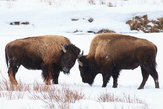 Yellowstone Winter Wildlife Safari From Bozeman - Wildlife Sightings