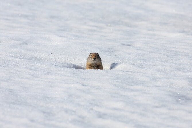 Yellowstone Winter Wildlife Safari From Bozeman - Dietary Accommodations