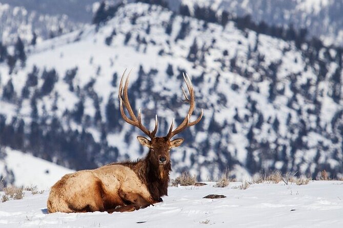 Yellowstone Winter Wildlife Safari From Bozeman - Personalized Experience