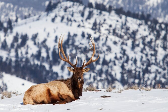 Yellowstone Winter Wildlife Safari From Bozeman - Private Tour - Additional Information