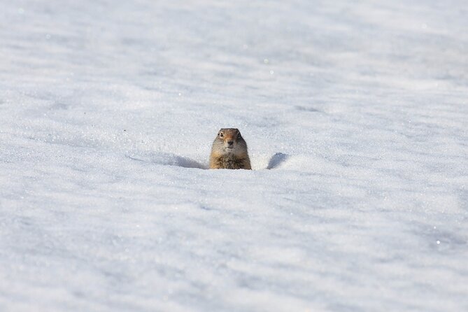 Yellowstone Winter Wildlife Safari From Bozeman - Private Tour - Customer Experiences