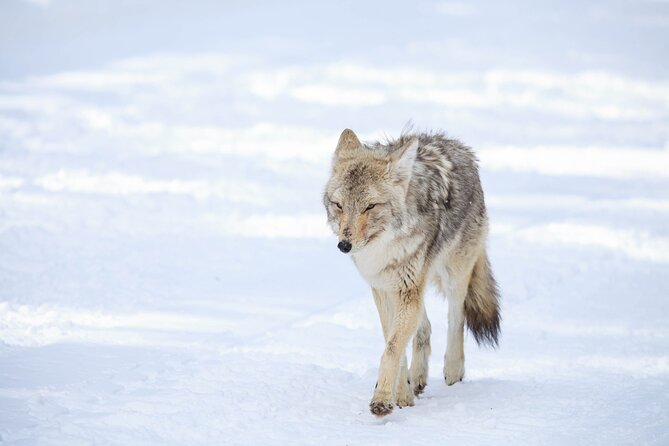 Yellowstone Winter Wildlife Safari From Bozeman - Private Tour - Pricing and Reviews