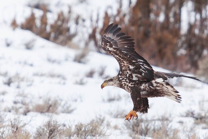 Yellowstone Winter Wildlife Safari From Gardiner - Tour Overview