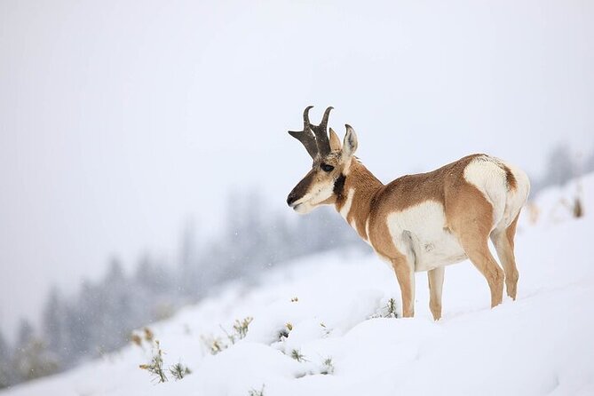 Yellowstone Winter Wildlife Safari From Gardiner - Meeting Point and Start Time