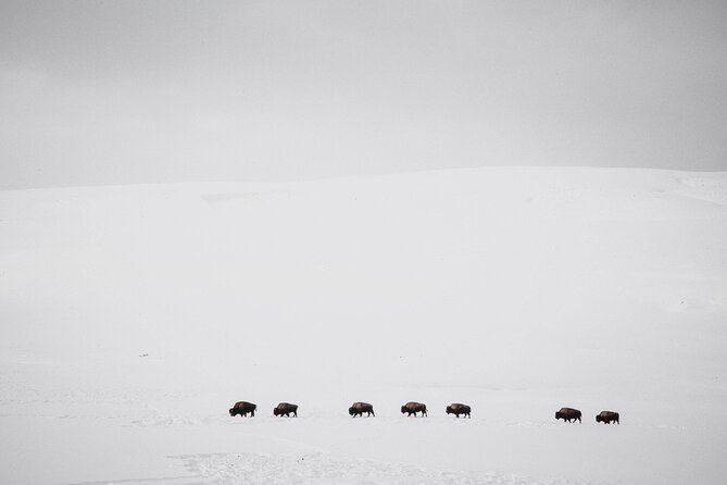 Yellowstone Winter Wildlife Safari From Paradise Valley - Overview of the Safari